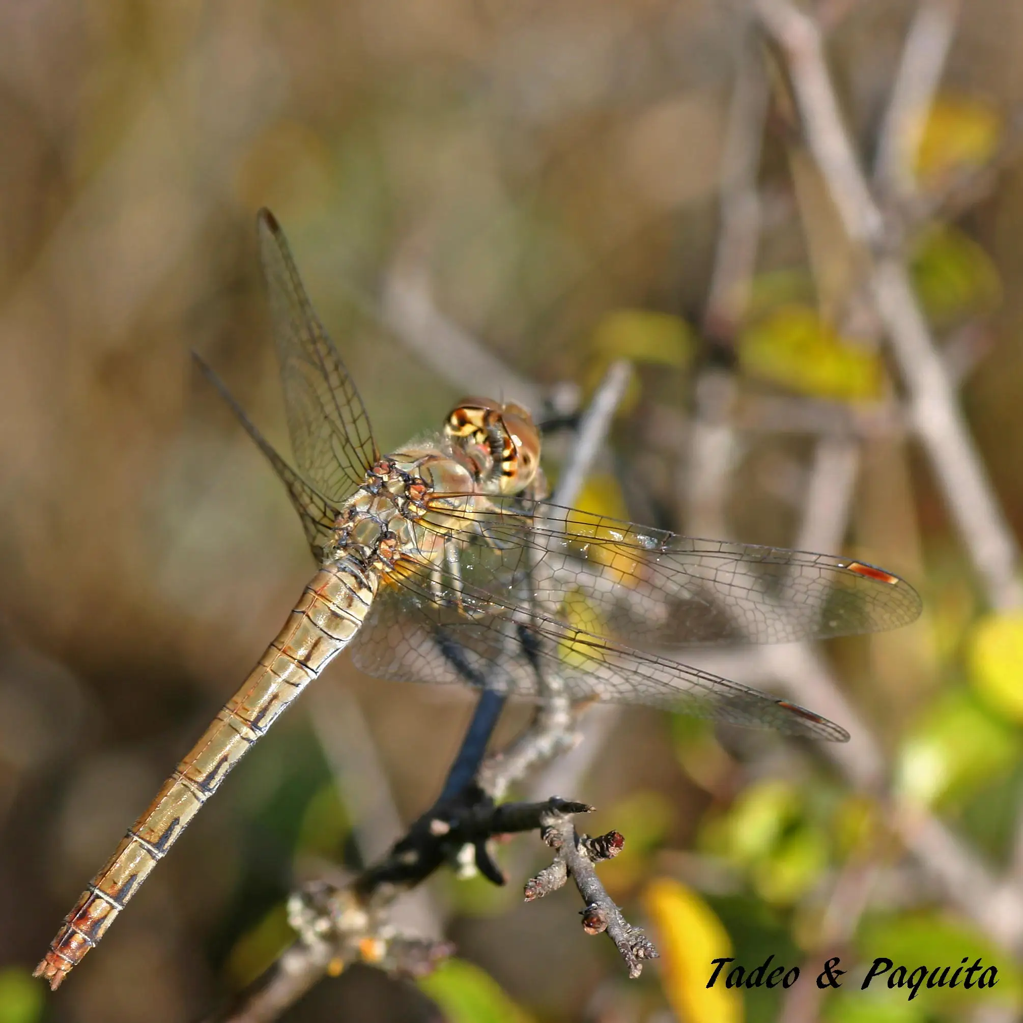 Sympetrum fonscolombii
