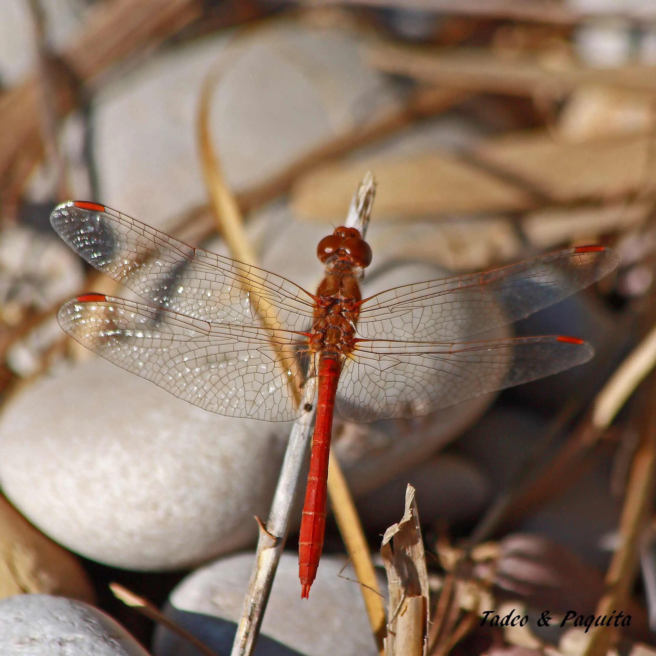 Sympetrum striolatum, macho