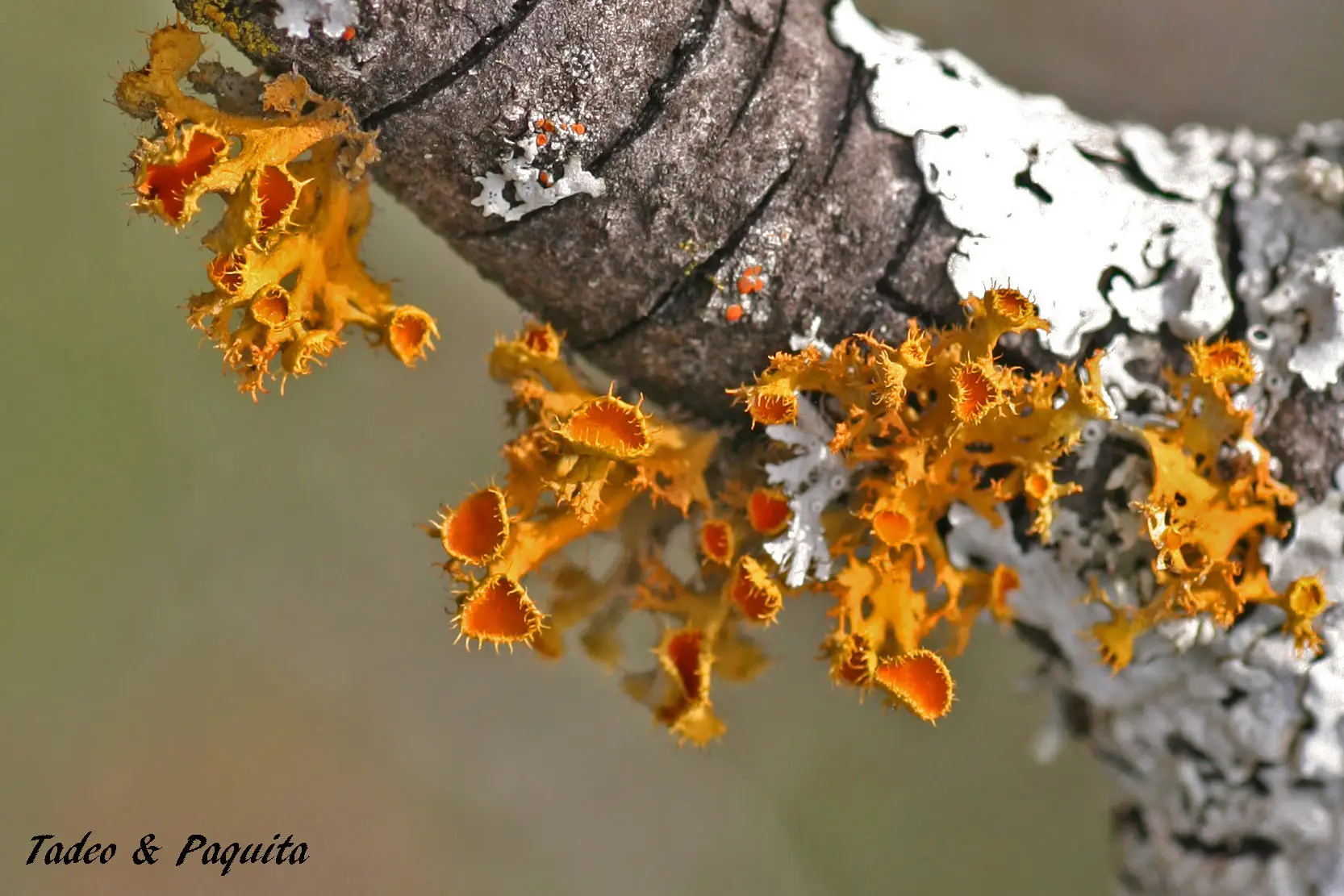Teloschistes chrysophthalmus