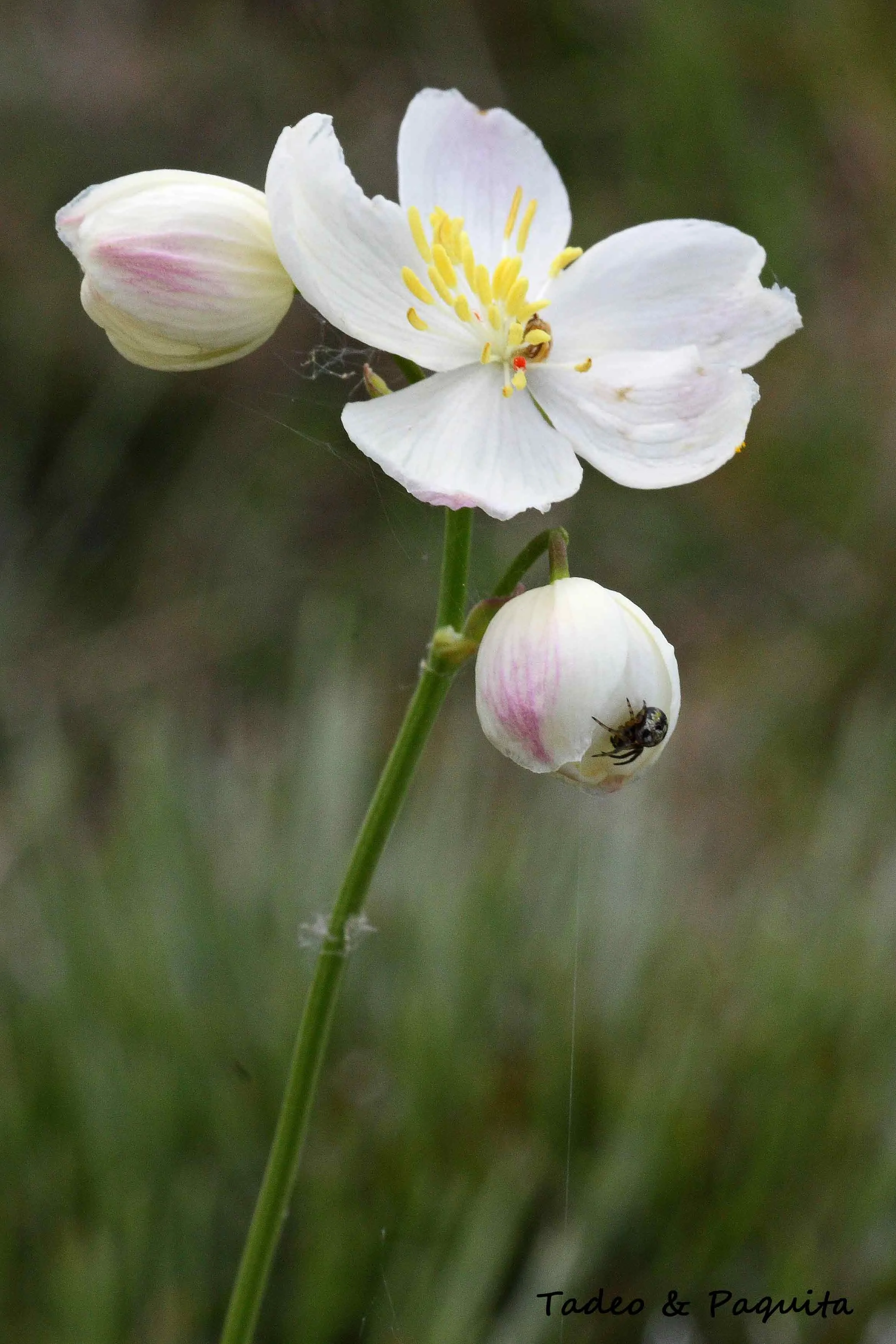 Thalictrum tuberosum