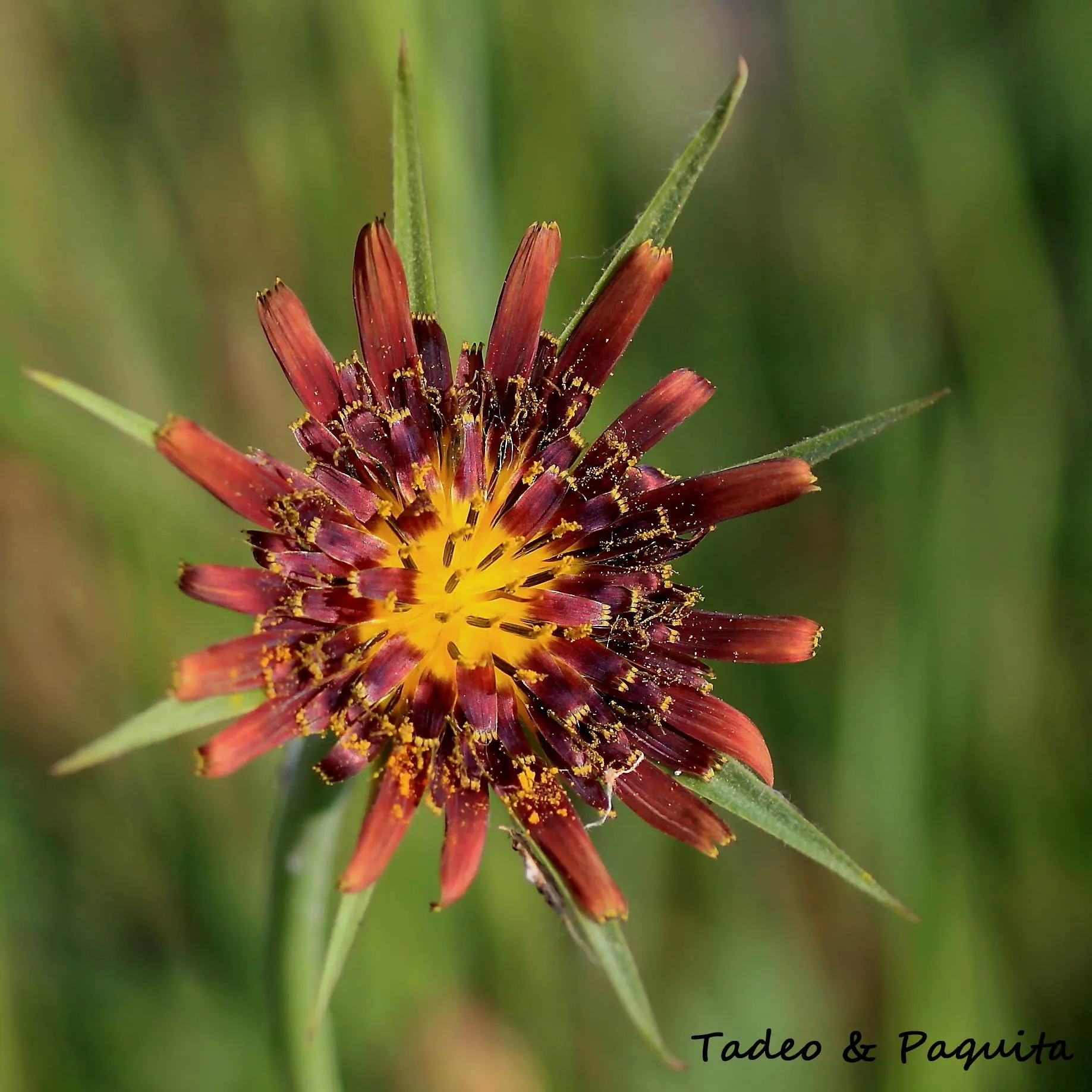 Tragopogon crocifolius, barba cabruna