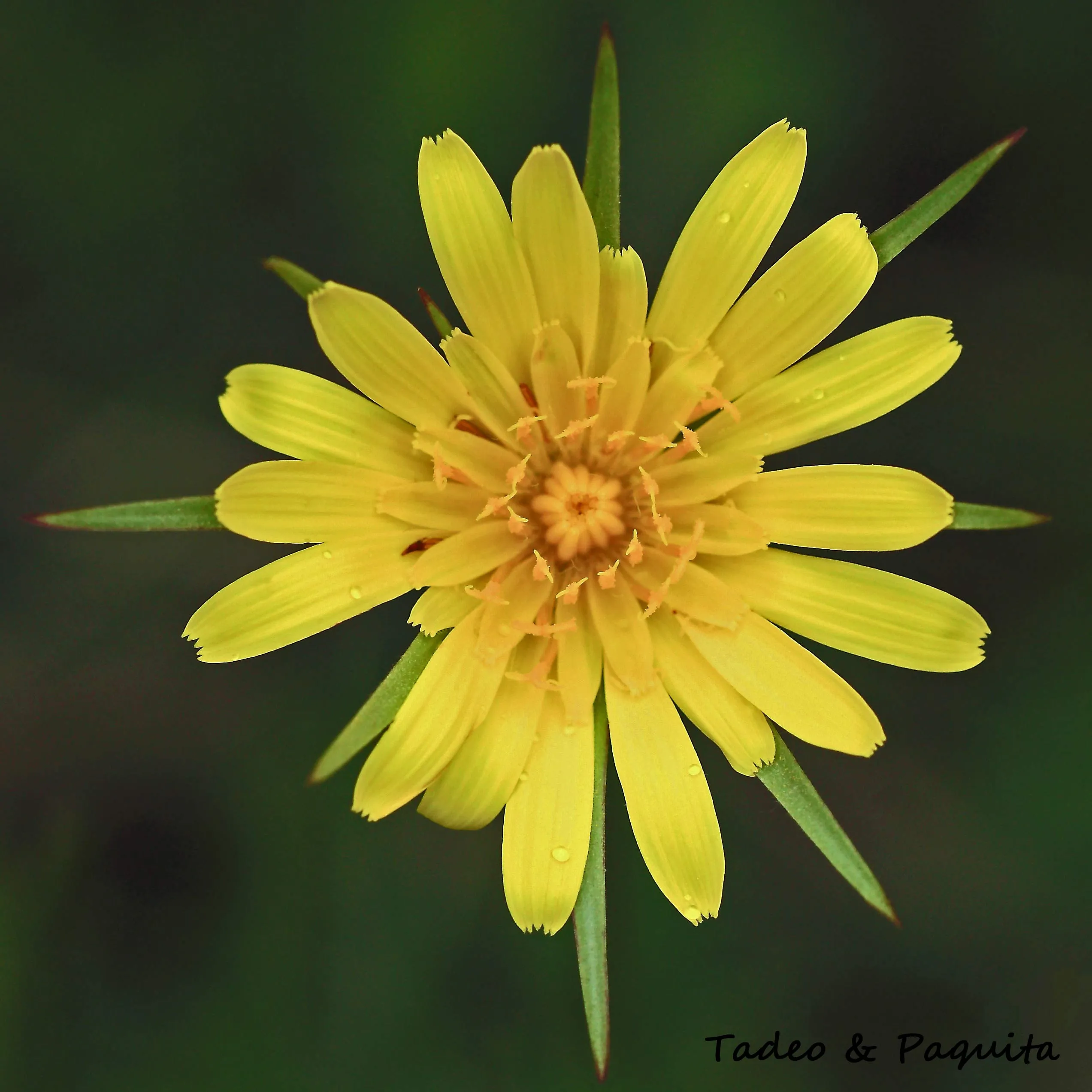 Tragopogon, barba cabruna