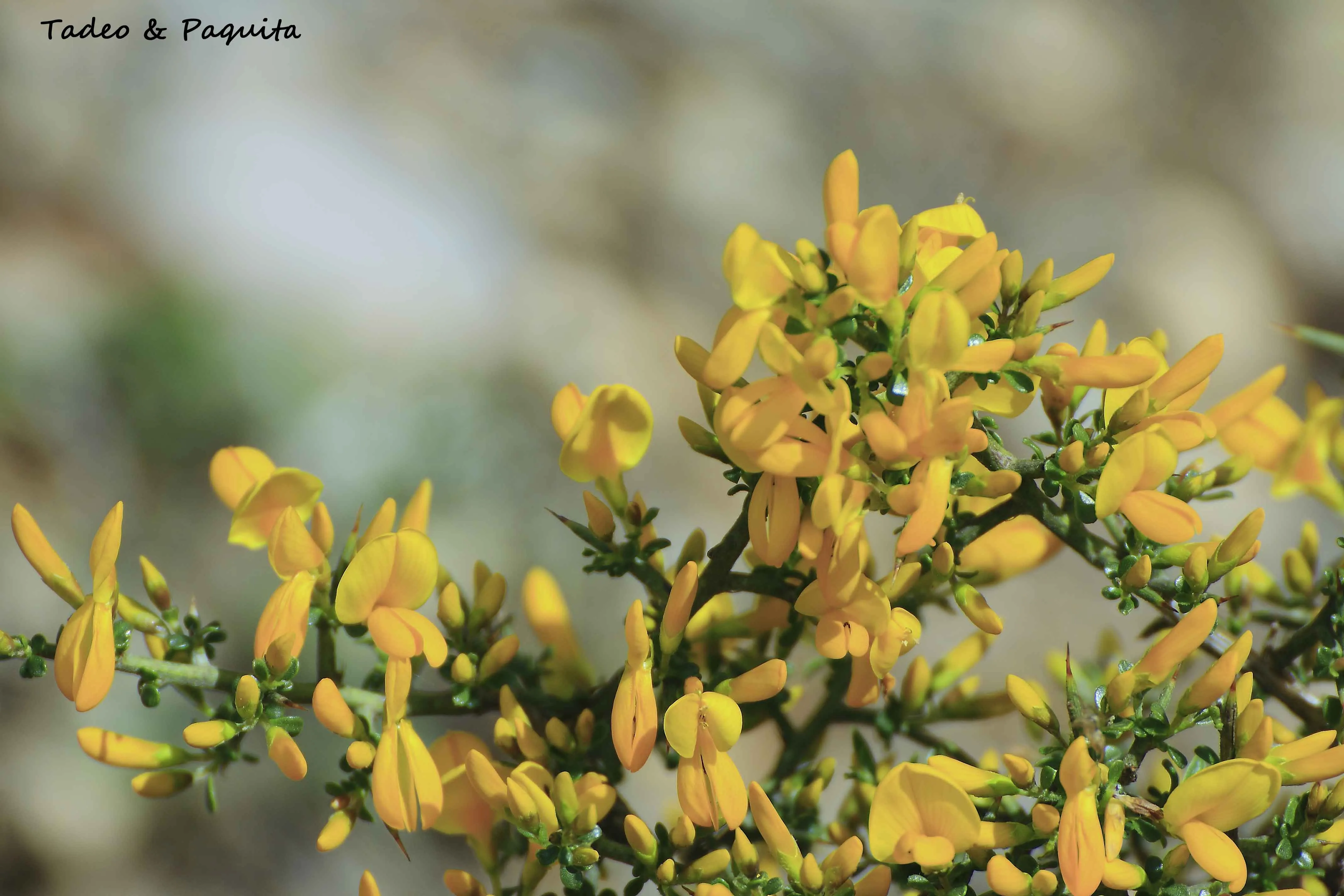 Ulex parviflorus, aliaga