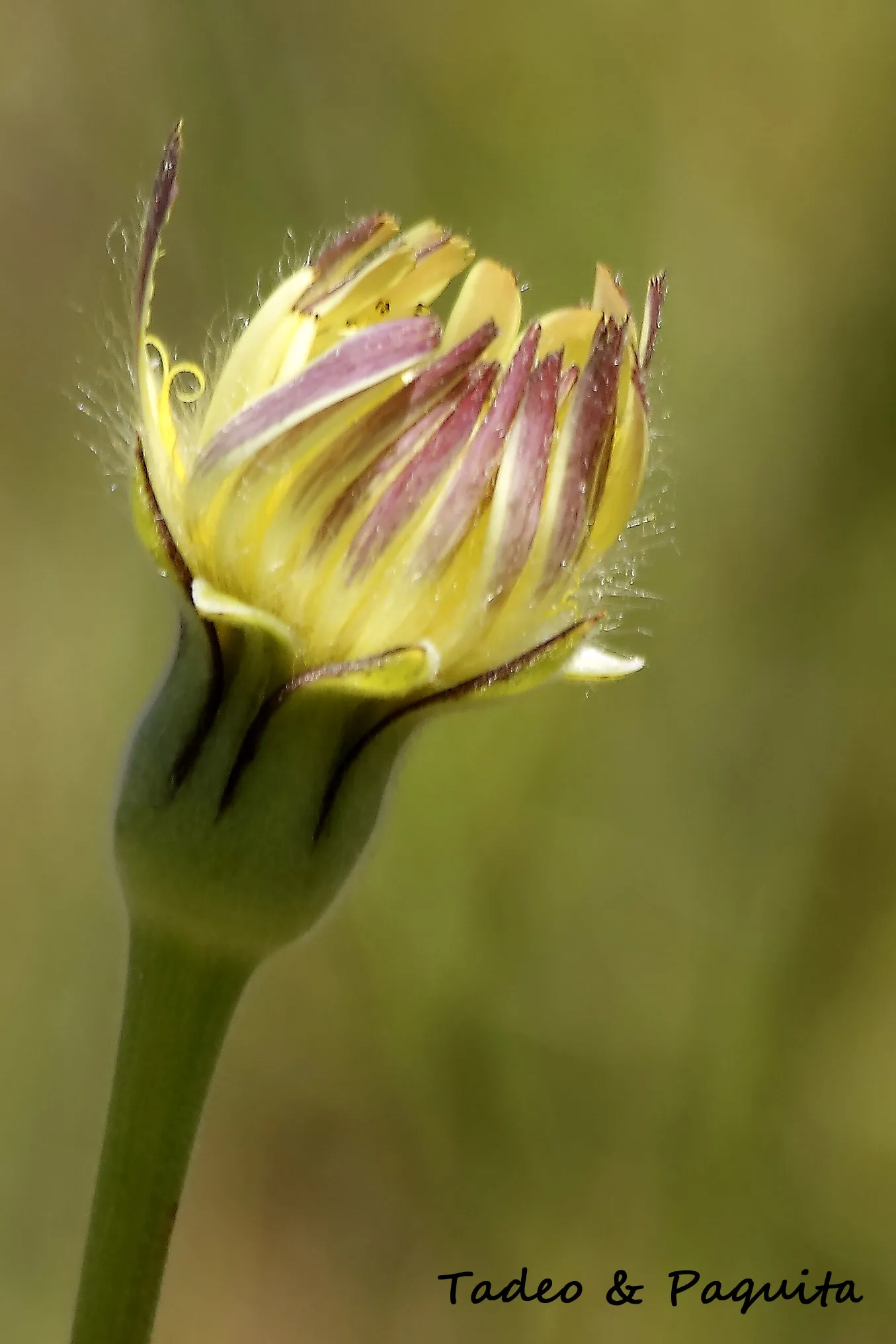 Urospermum dalechampii