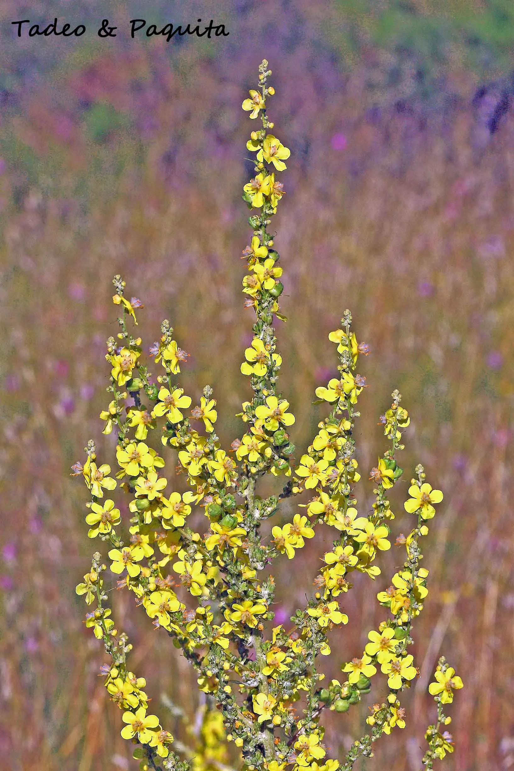 Verbascum pulverulentum, gordolobo