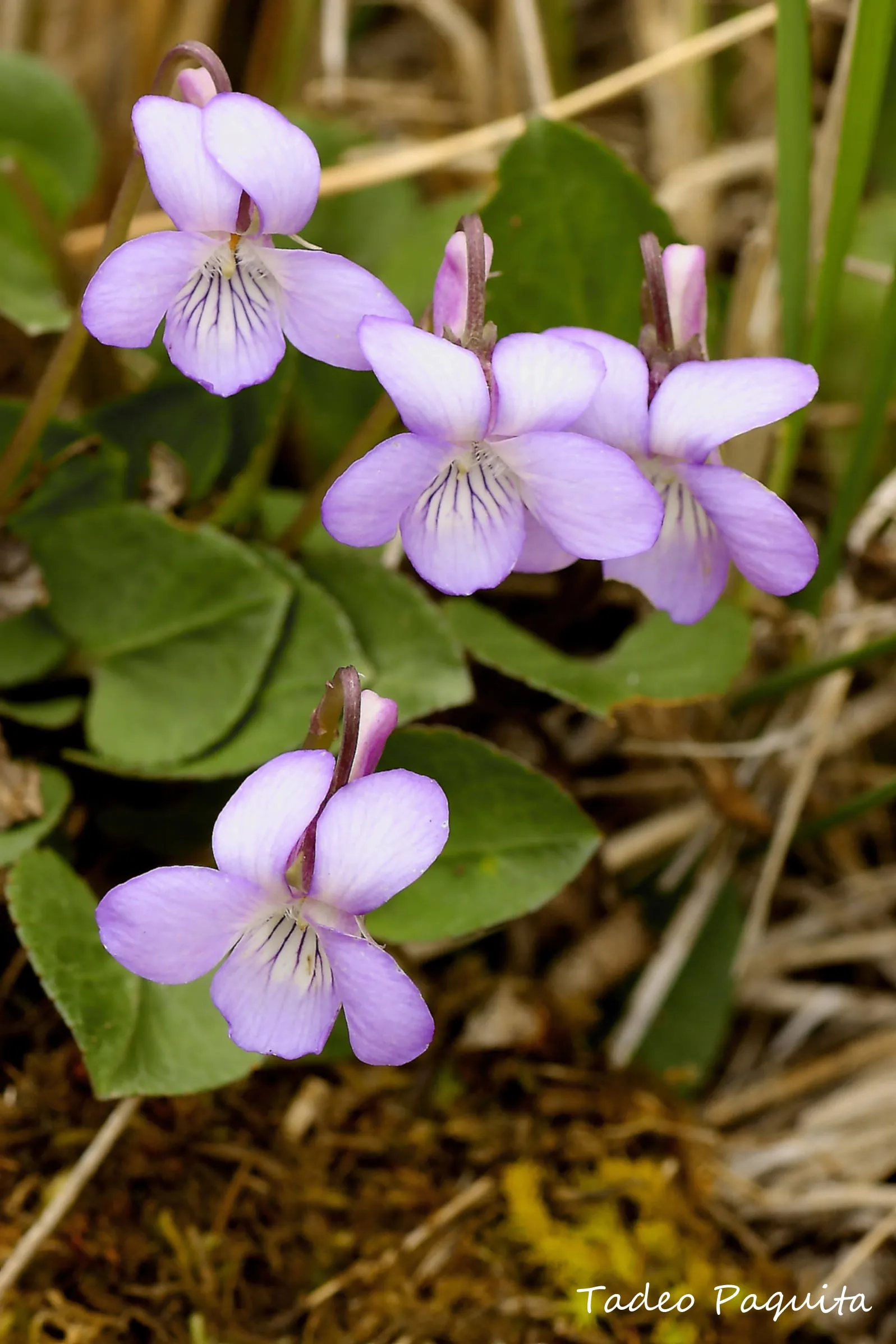 Viola sylvestris, violeta