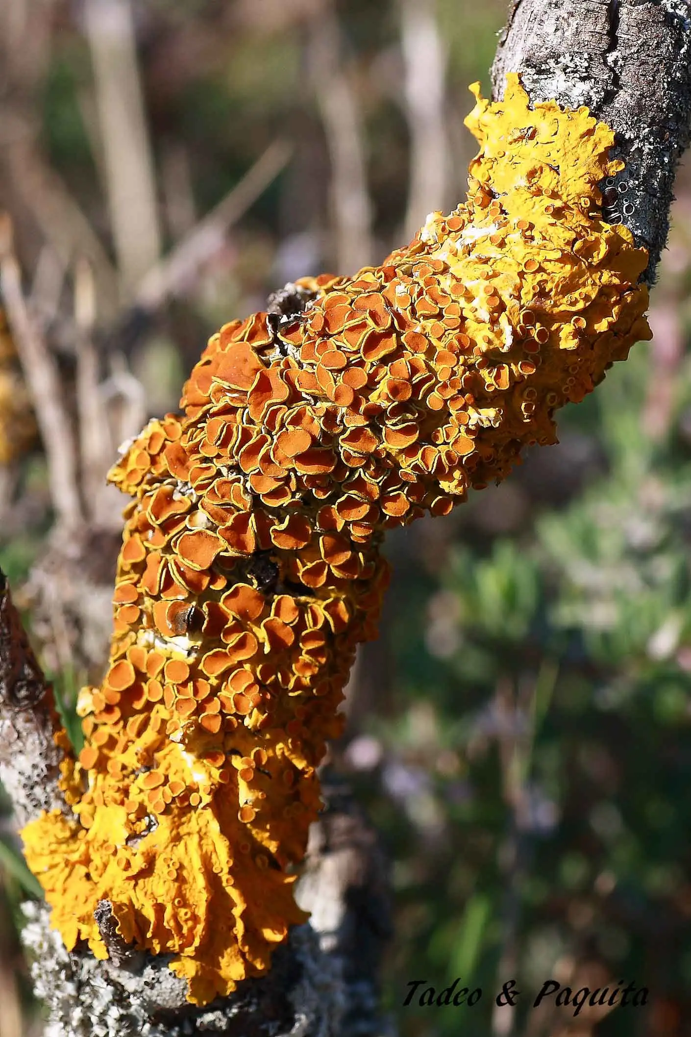 Xanthoria parietina