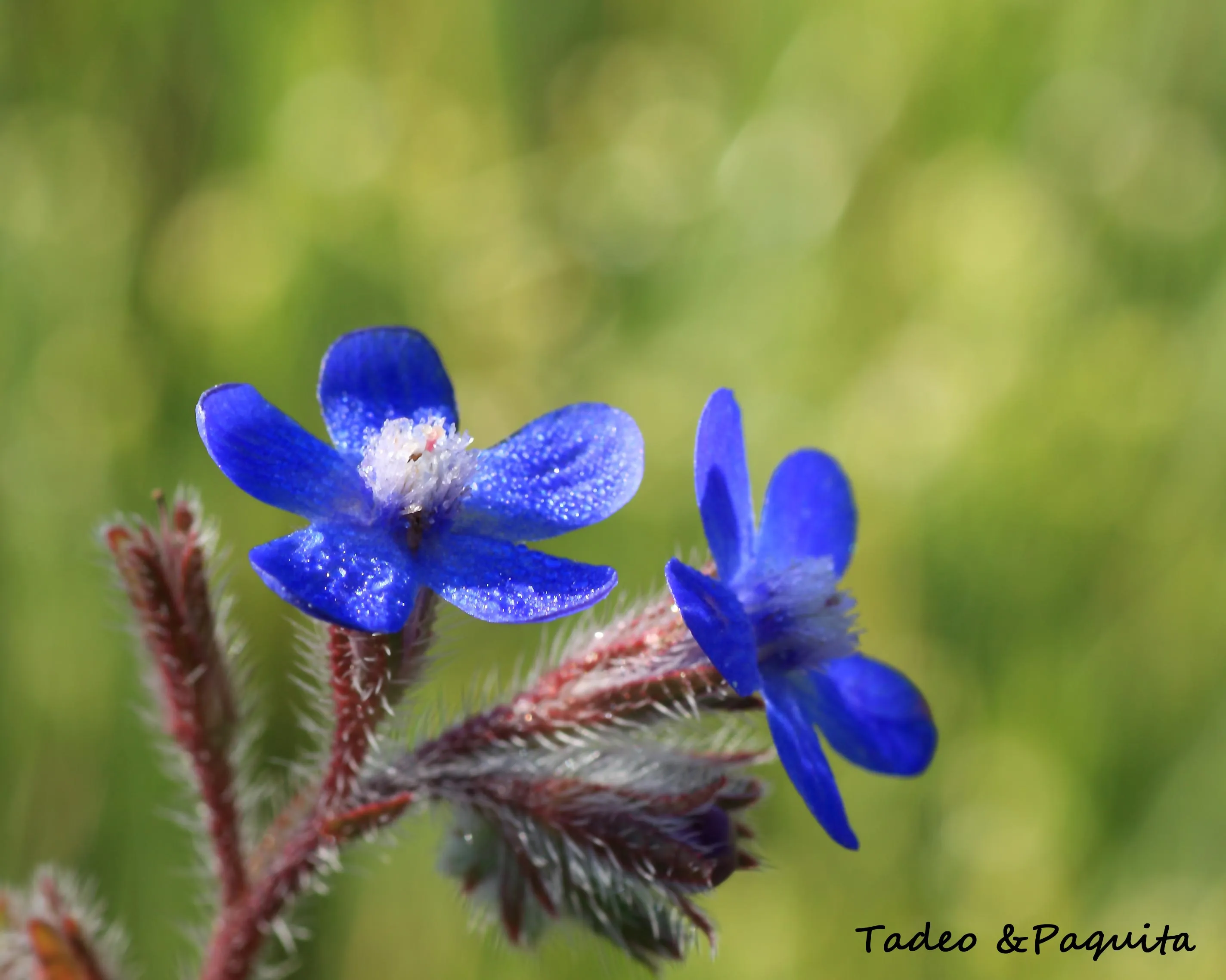 Anchusa azurea, chupamieles, lengua de buey