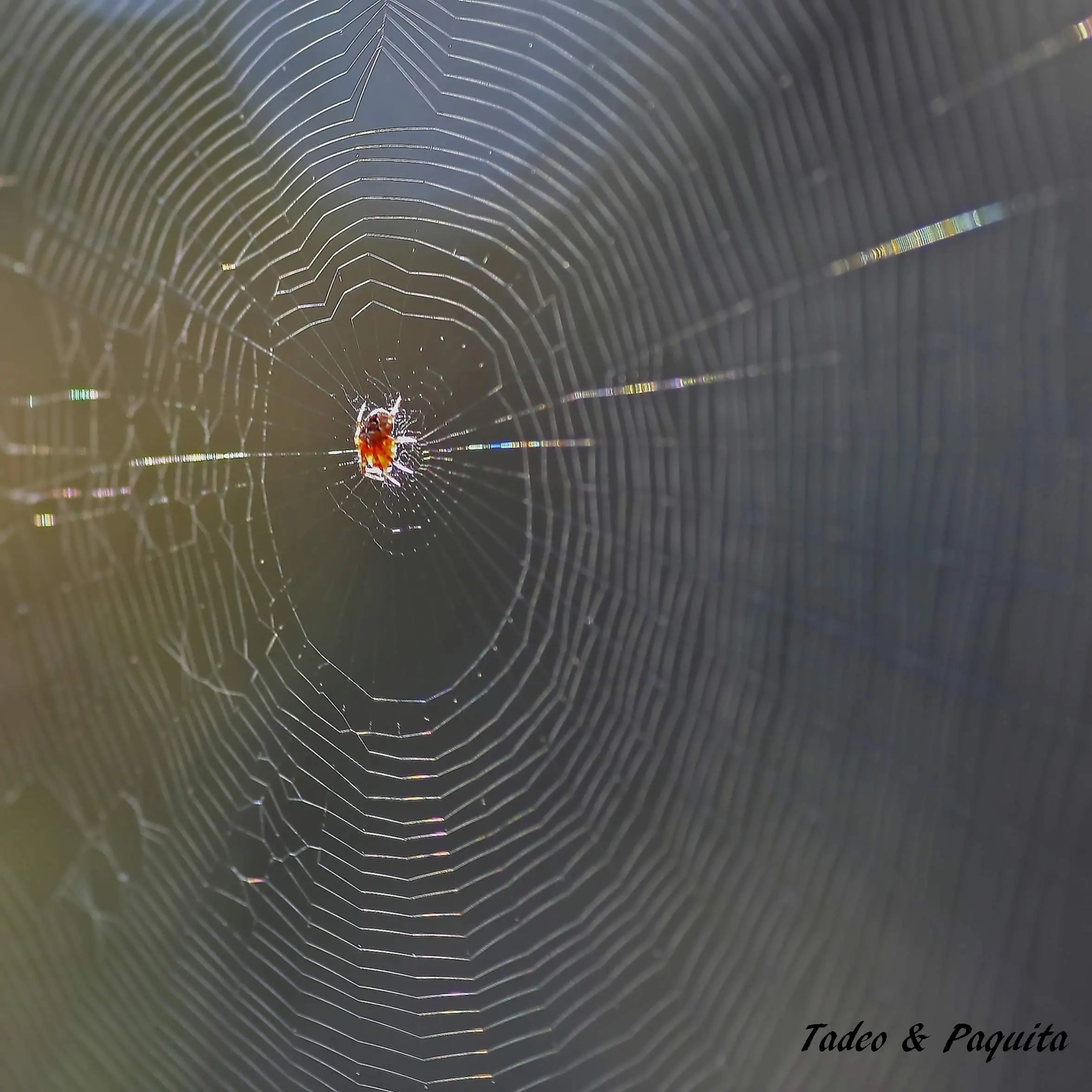 Araña tejiendo su tela