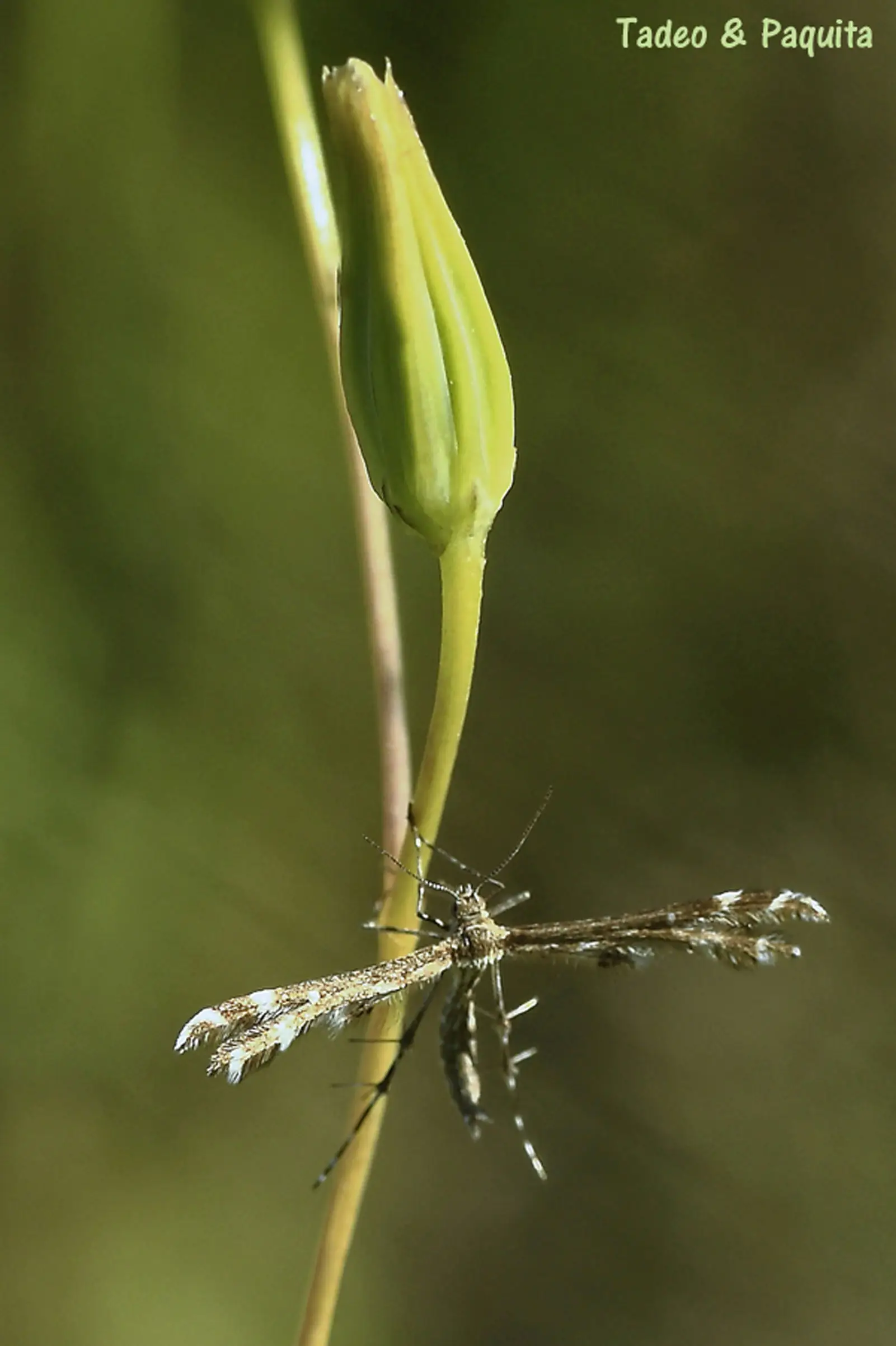 Capperia britanniodactylus