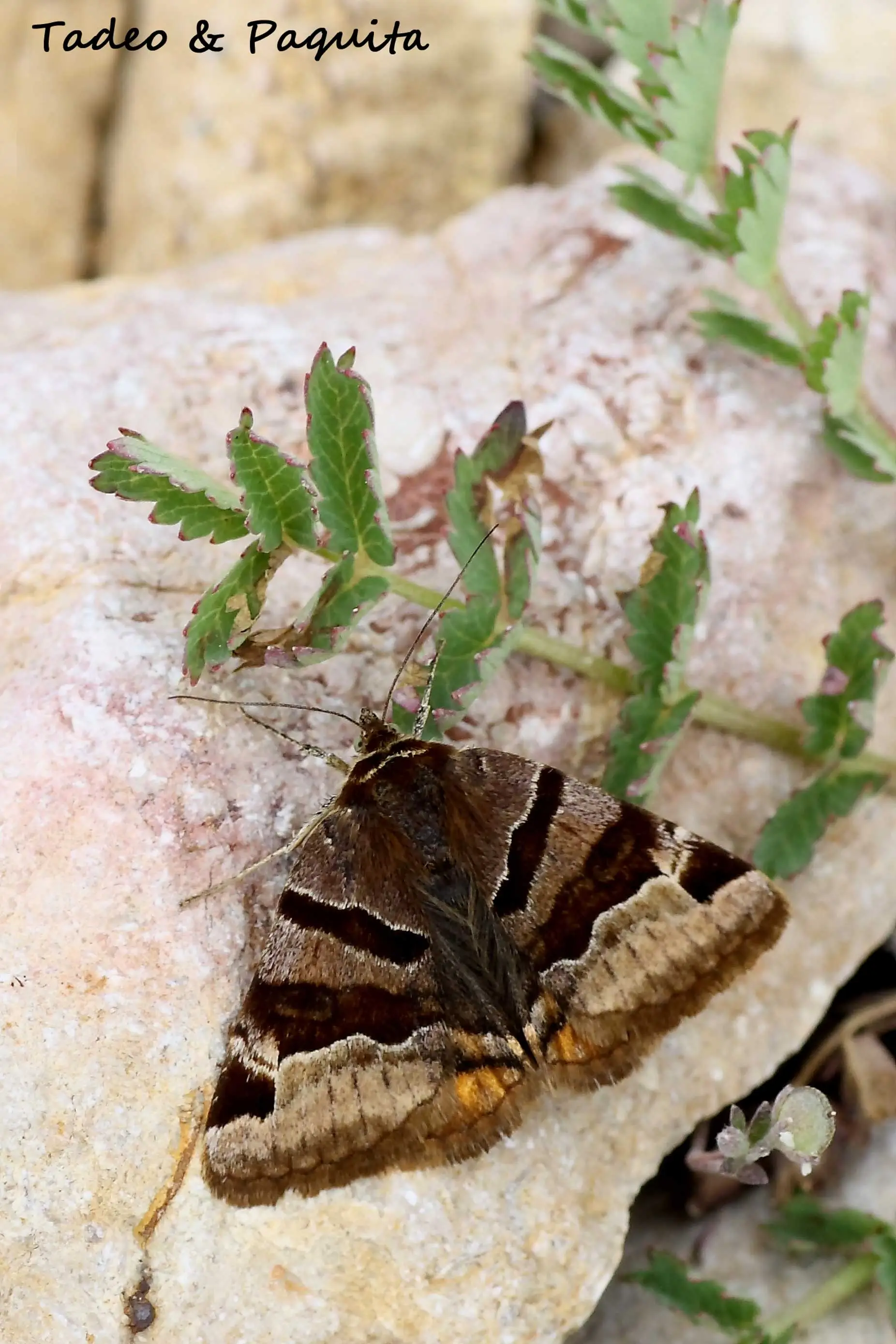 Euclidia glyphica