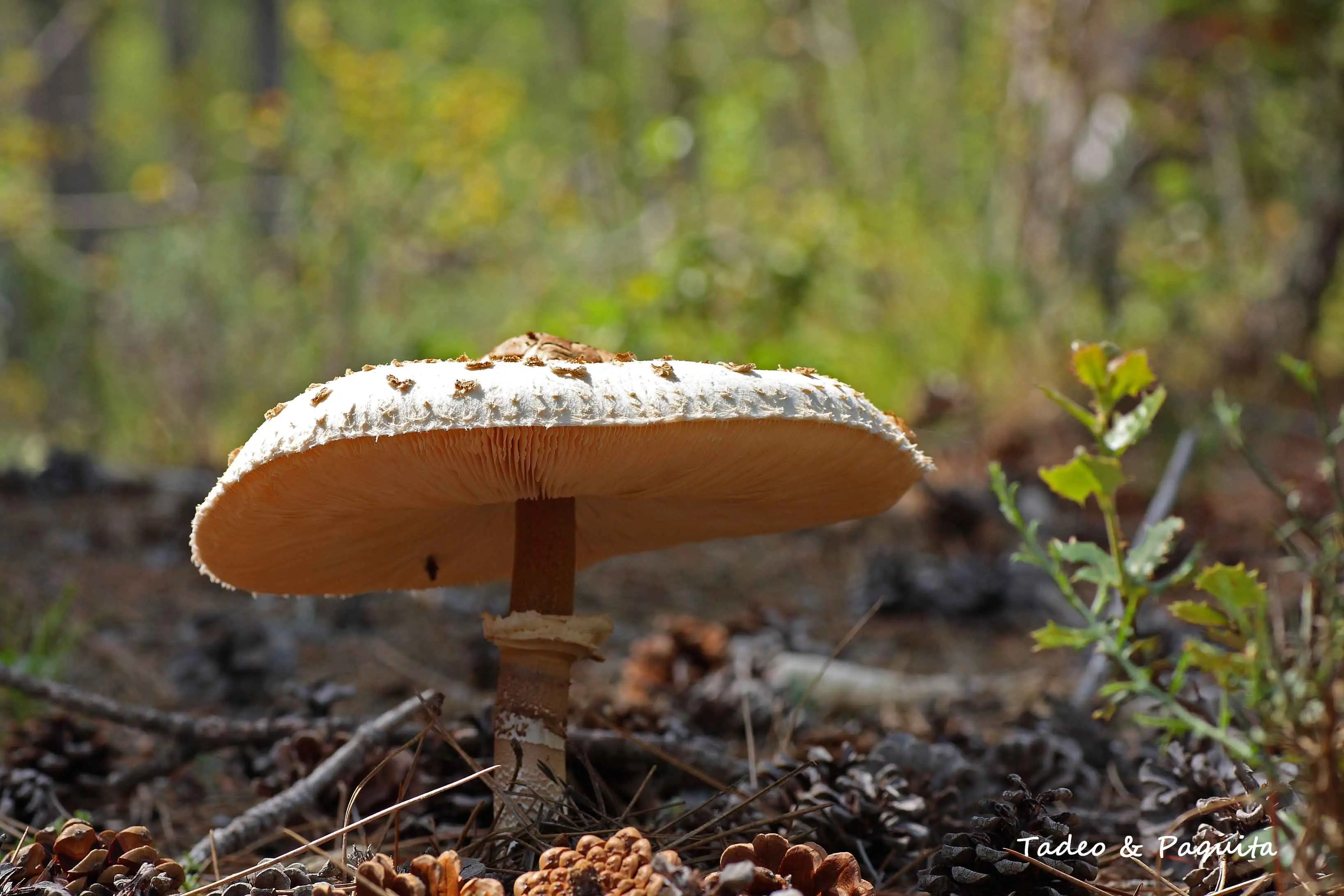 Macrolepiota procera