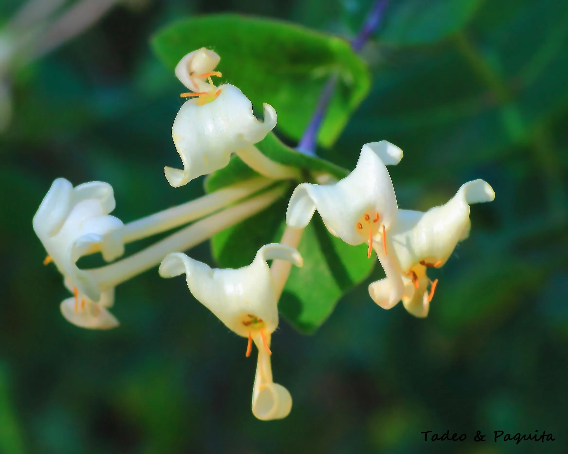 Lonicera, madreselva