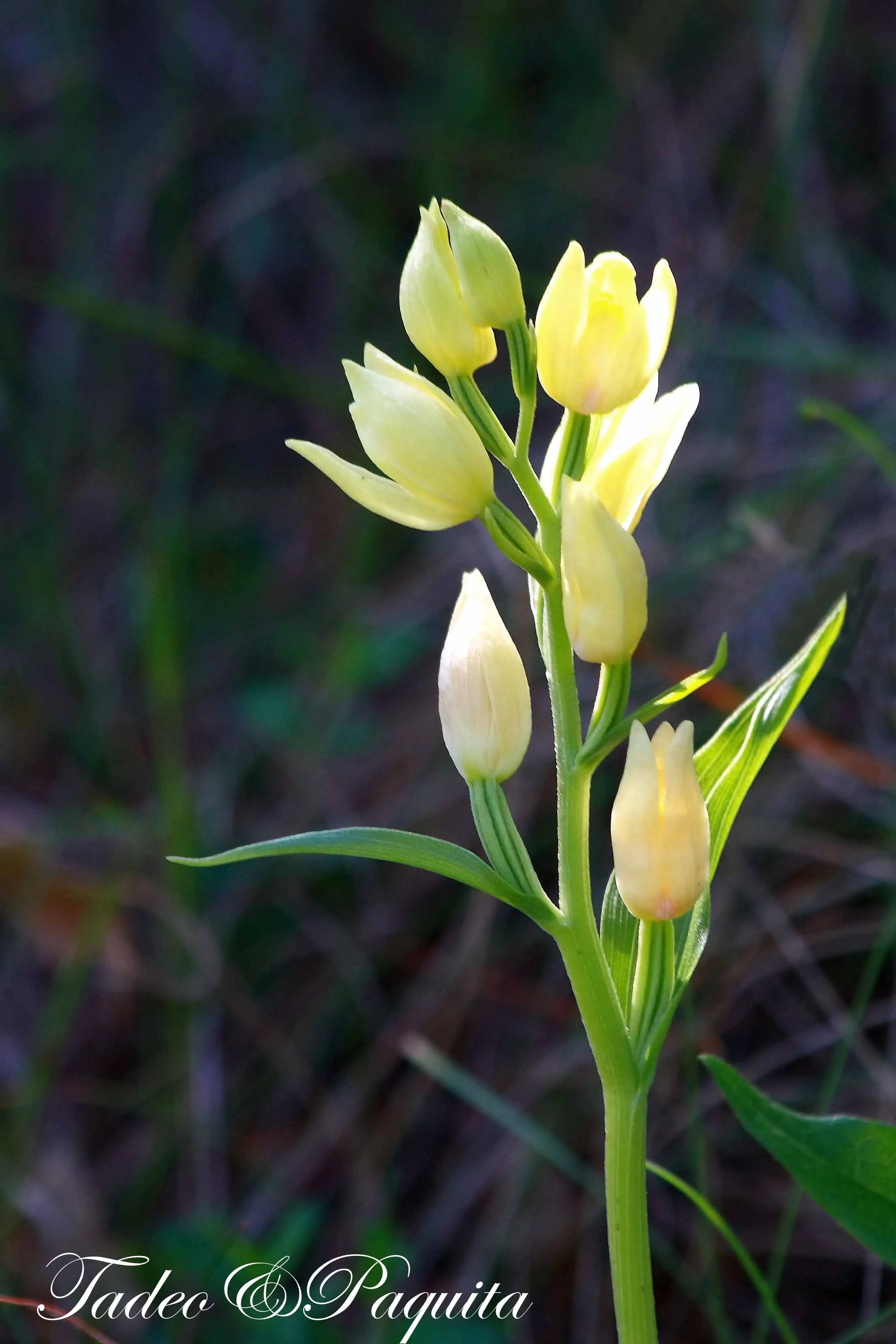 Cephalanthera damasonium