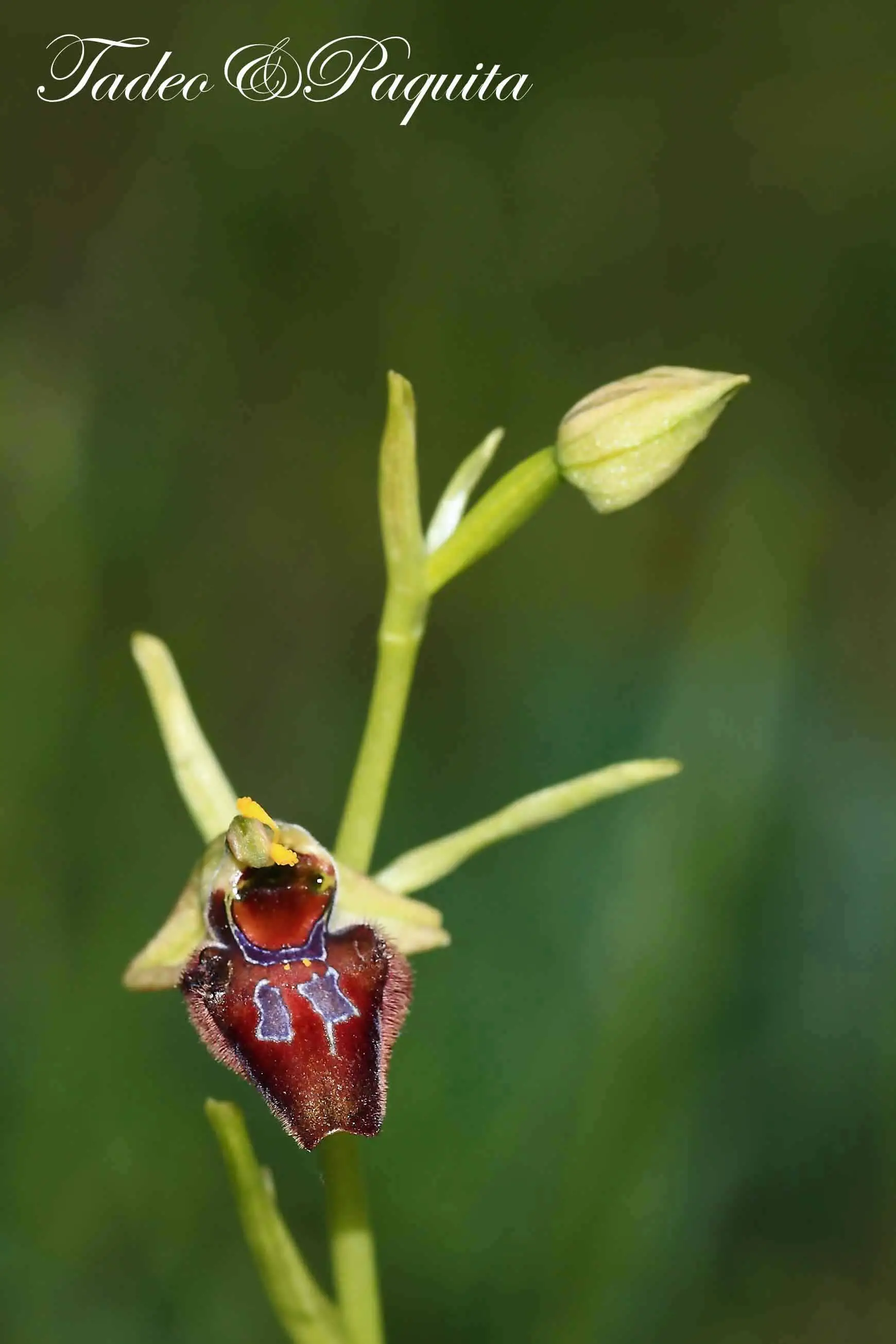 Ophrys passionis