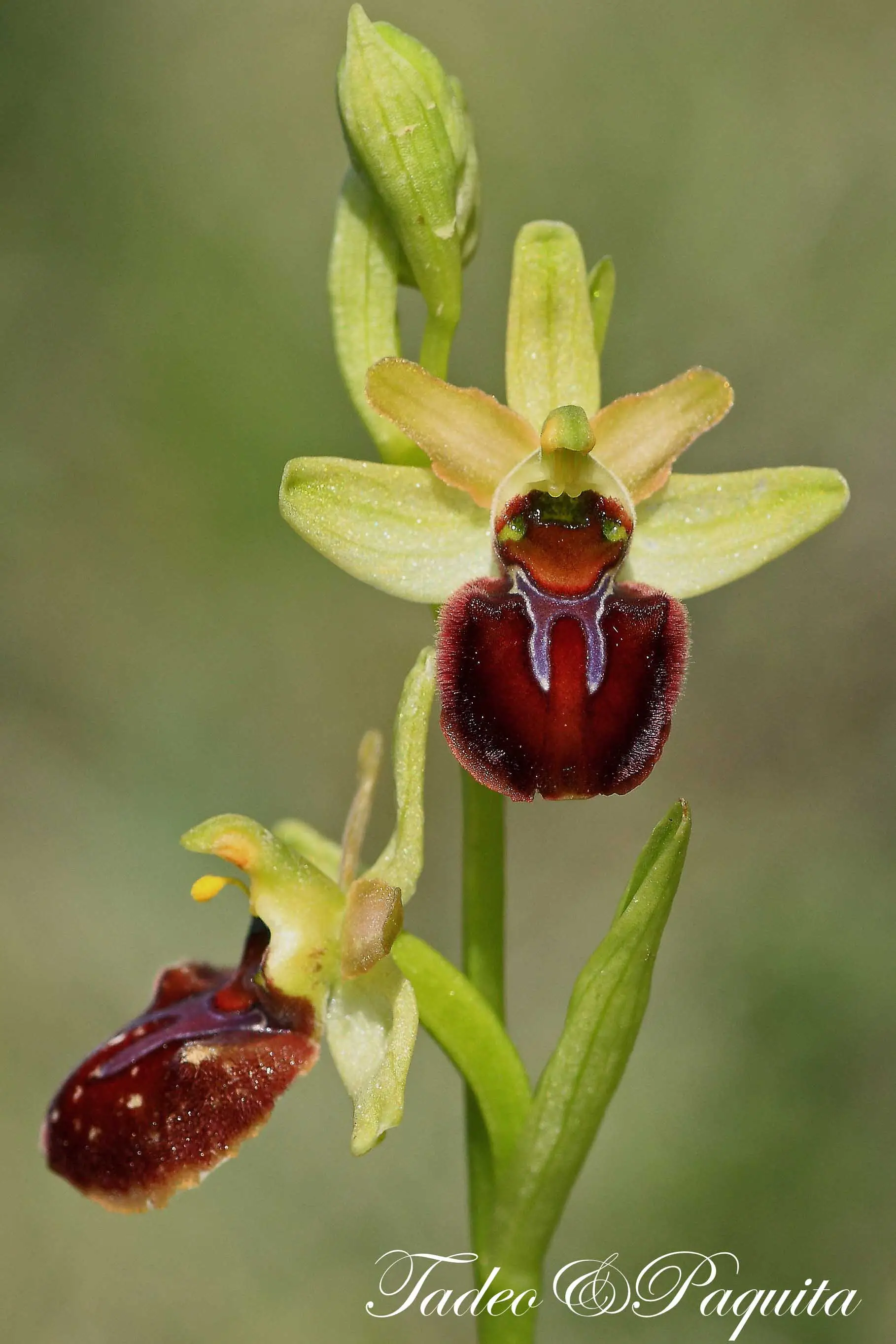 Ophrys sphegodes