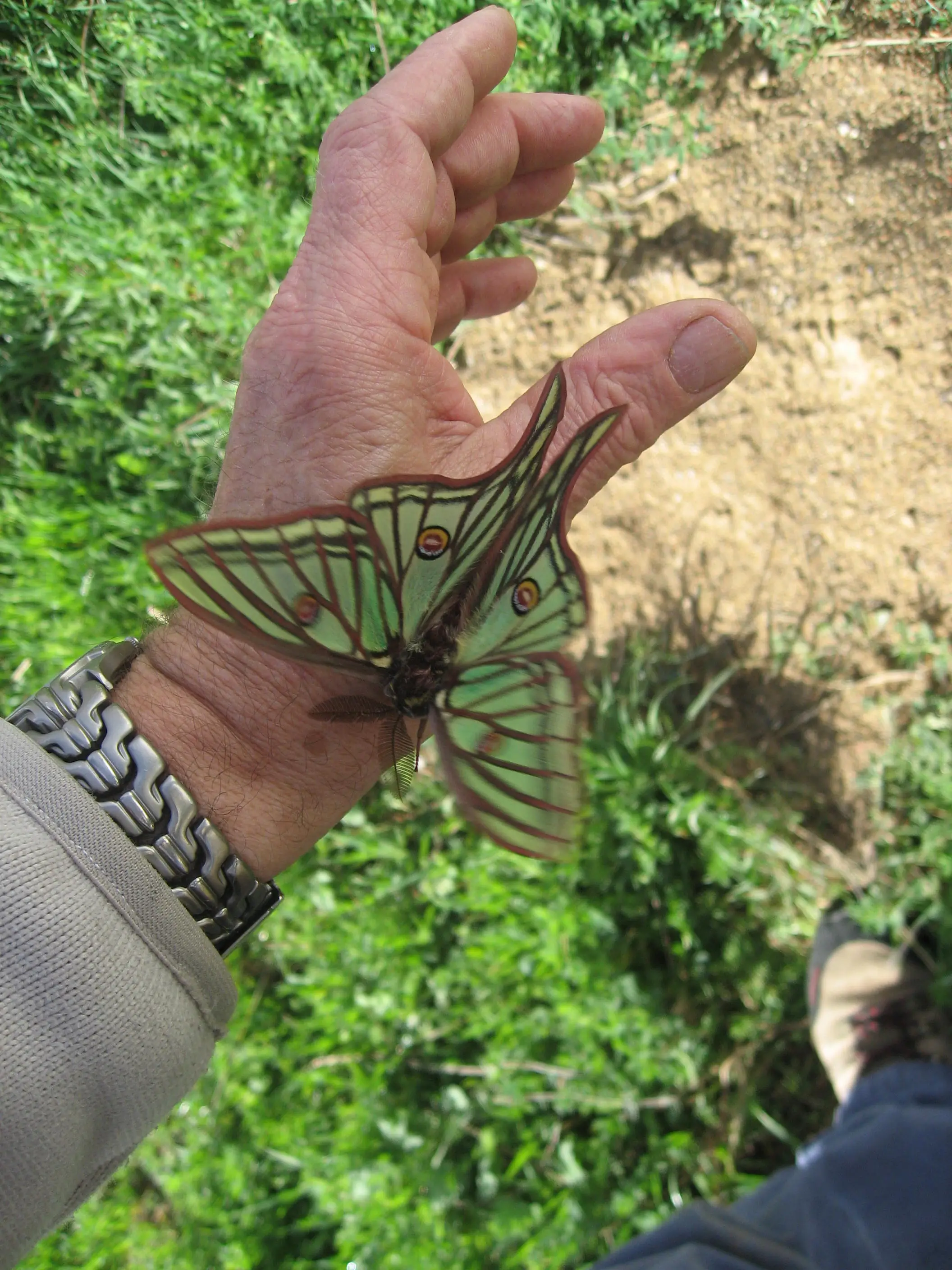 Graellsia isabellae sobre una mano