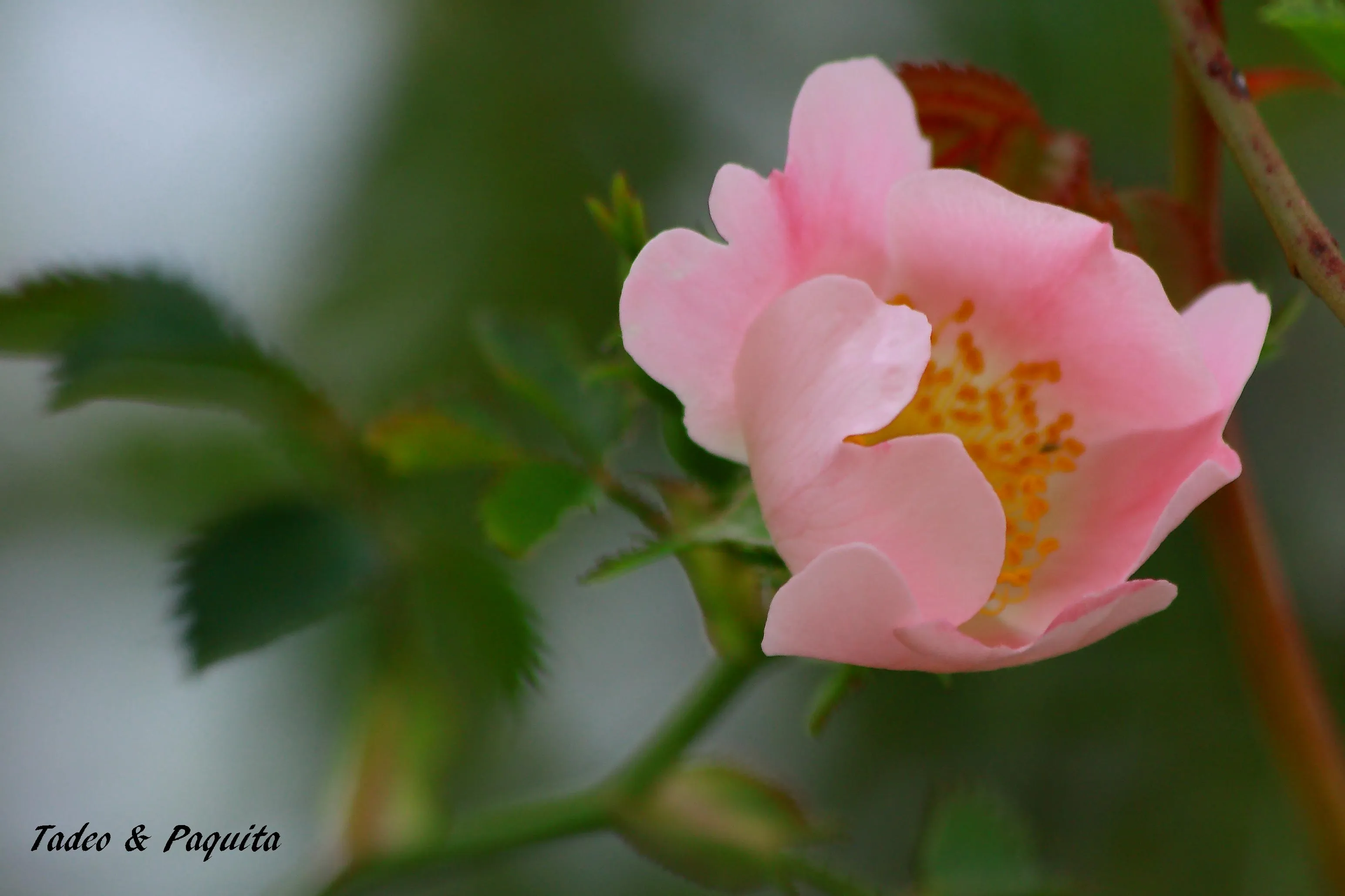 Rosa canina, escaramujo, rosal silvestre