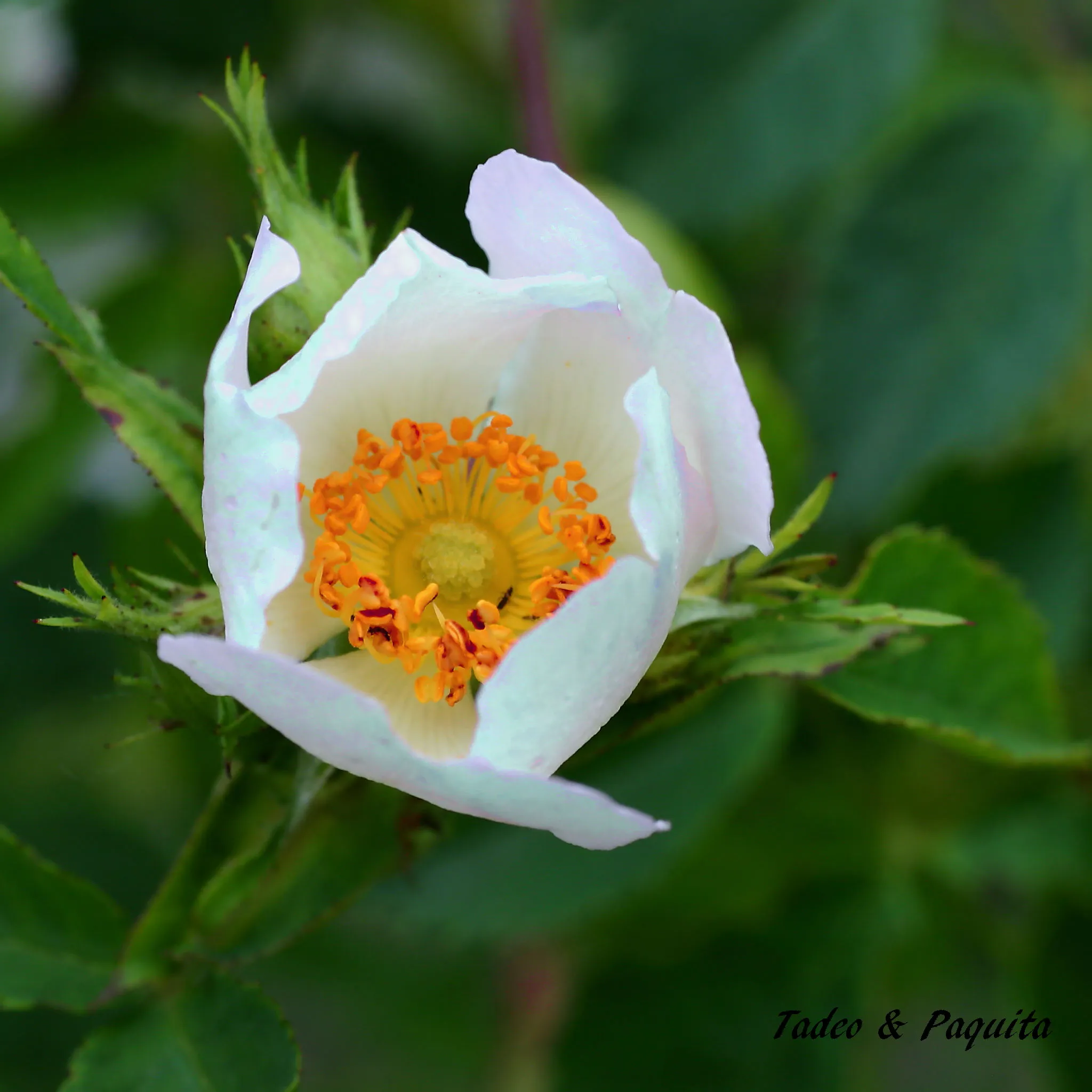 Rosa canina, escaramujo, rosal silvestre