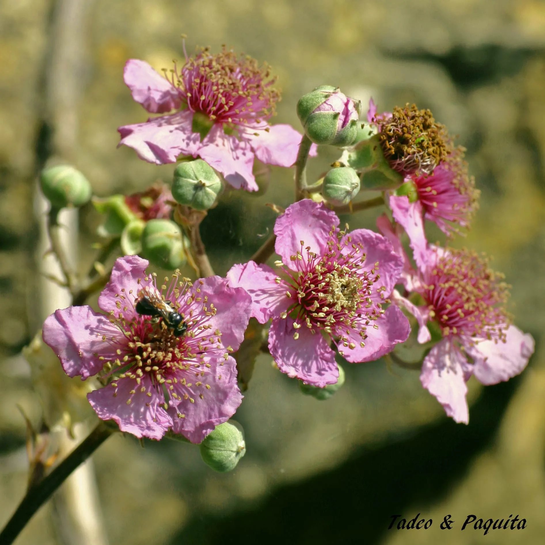 Rosa canina, escaramujo, rosal silvestre