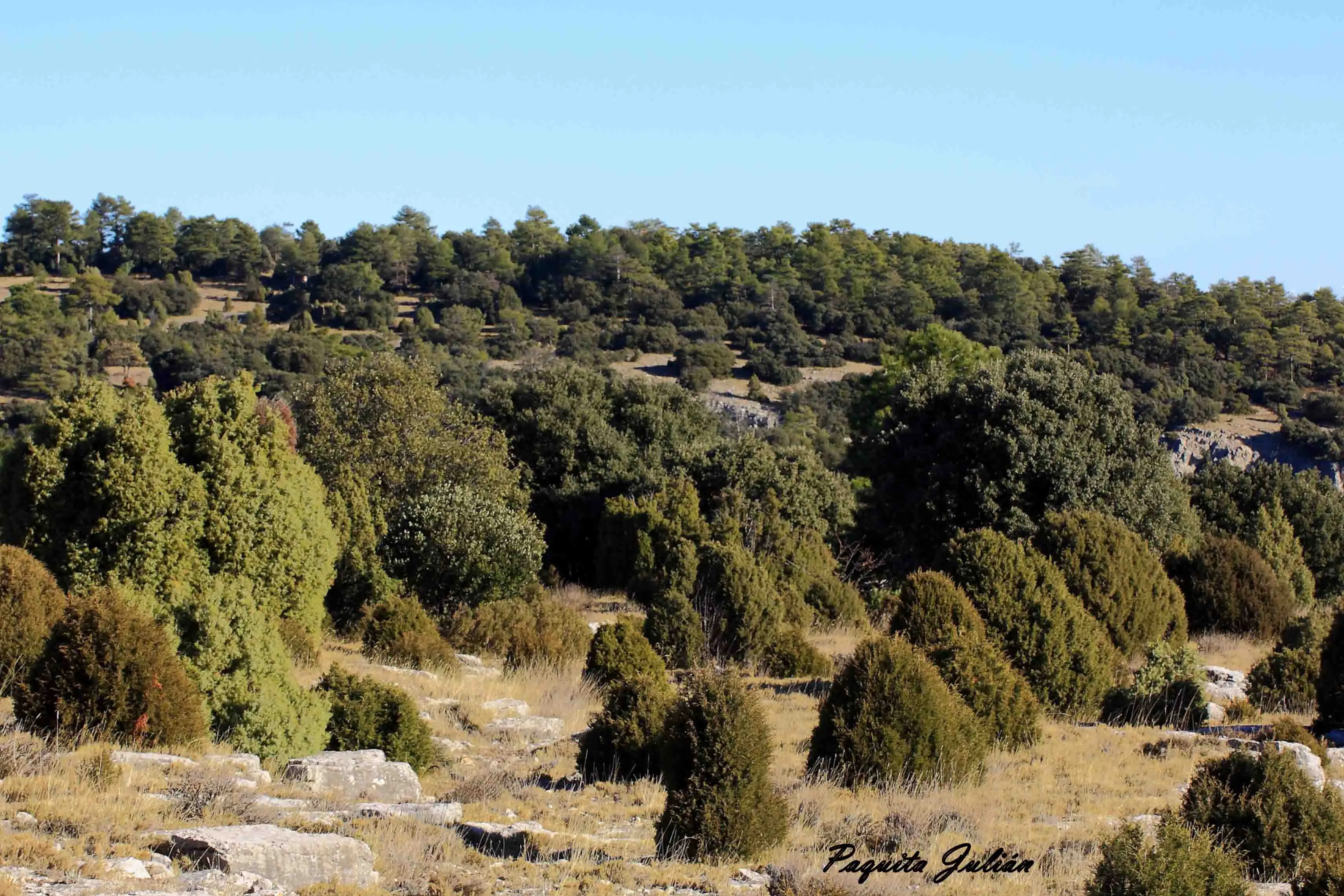 Sabinas, enebros, carrascas y pinos